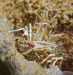 Dragon Shrimp, one of the most colorful crustaceans we sa... by Jim Chambers 